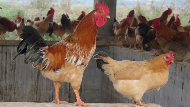 Gà ri thuần chủng là gì ?