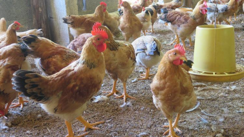 Lưu ý gì khi nuôi gà ri thuần chủng