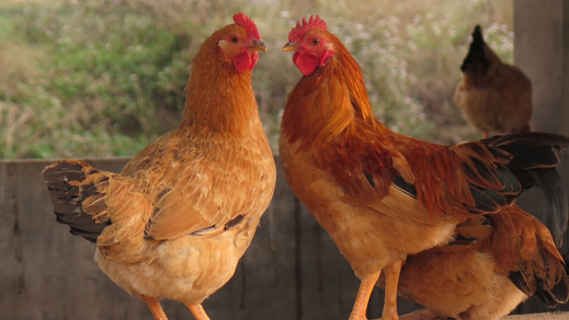 Cách nuôi gà ri thuần chủng hiệu quả