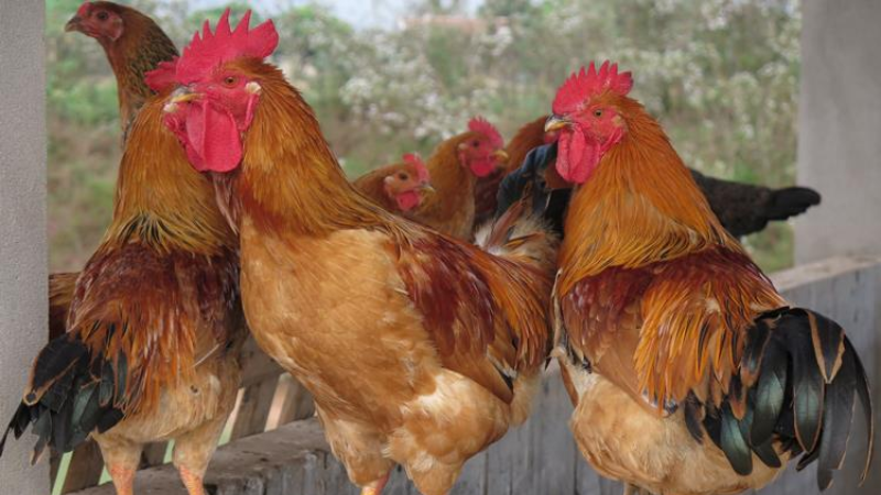 Phân biệt gà ri thuần chủng và gà ri lai